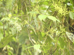 Chlorospingus flavigularis