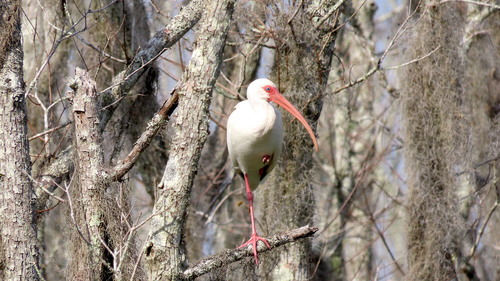 White Ibis photographed in North Carolina