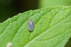 Achilidae