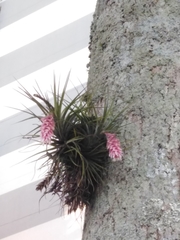 Tillandsia stricta