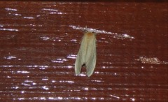 Euproctis melanorrhanta