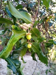 Aphloia theiformis