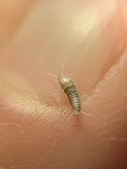 Lepisma