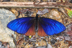 Papilio paradoxa