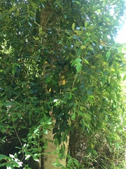 Laureliopsis philippiana