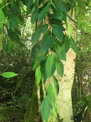 Laureliopsis philippiana