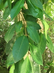Laureliopsis philippiana