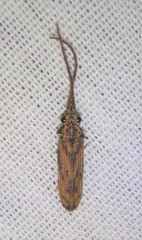 Tenomerga cinerea