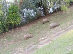 Hydrochoerus hydrochaeris