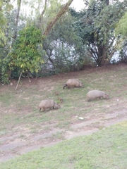 Hydrochoerus hydrochaeris