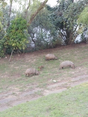 Hydrochoerus hydrochaeris