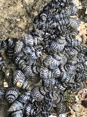 Echinolittorina aspera