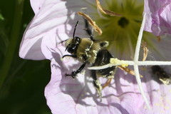 Anthophora abrupta