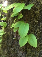 Hydrangea serratifolia