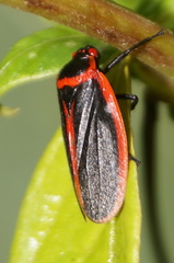 Iphirhina limbata
