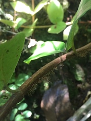 Hydrangea serratifolia