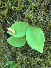 Hydrangea serratifolia