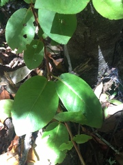 Hydrangea serratifolia