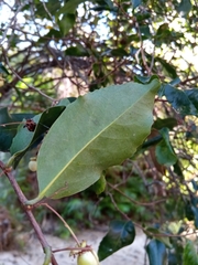 Aphloia theiformis