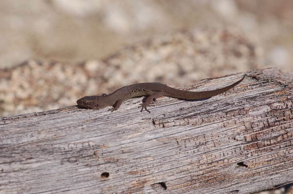 Wiggins' Night Lizard