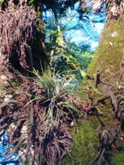 Tillandsia stricta