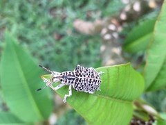 Cydianerus latruncularius