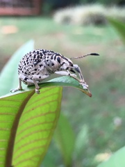 Cydianerus latruncularius