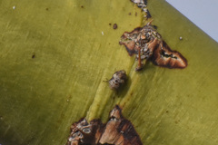 Clastoptera arizonana