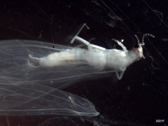 Alloperla fraterna