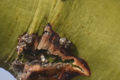 Clastoptera arizonana
