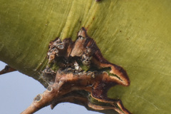 Clastoptera arizonana