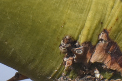 Clastoptera arizonana