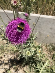 Bombus terrestris