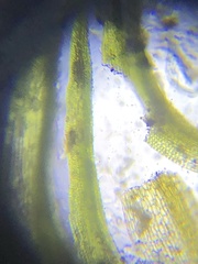 Ptychomitrium drummondii