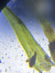 Ptychomitrium drummondii