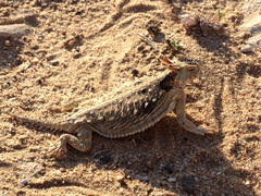 Phrynosoma cerroense