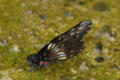 Catasticta flisa flisa