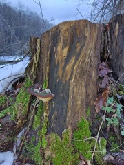 Ganoderma pfeifferi