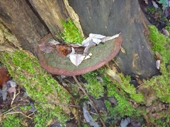 Ganoderma pfeifferi