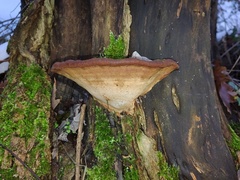 Ganoderma pfeifferi