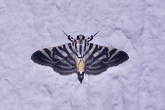 Spilomela