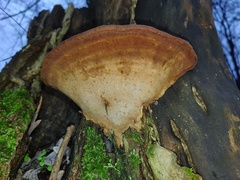 Ganoderma pfeifferi