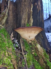 Ganoderma pfeifferi