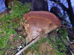 Ganoderma pfeifferi