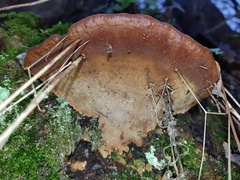 Ganoderma pfeifferi