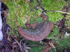 Ganoderma pfeifferi