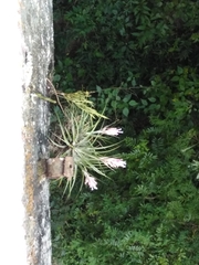 Tillandsia stricta