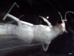 Alloperla fraterna
