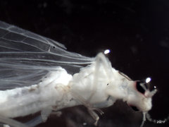 Alloperla fraterna