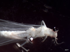 Alloperla fraterna